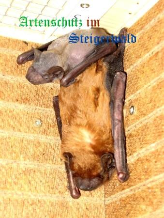 Copyright AiS / Stepanek Bild zum Eintrag (24772-160)