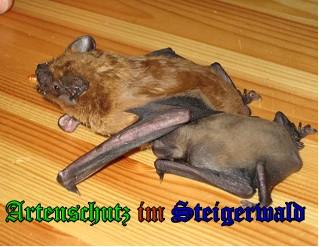 Copyright AiS / 2009 - Stepanek Bild zum Eintrag (24773-160)