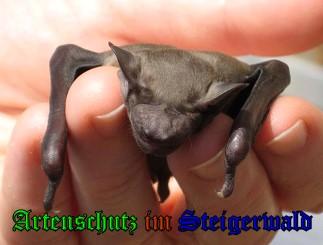 Copyright AiS / 2009 - Stepanek Bild zum Eintrag (24777-160)