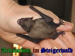 Copyright AiS / 2009 - Stepanek Bild zum Eintrag (24778-160)