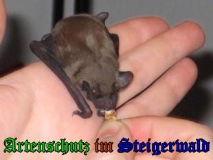 Copyright AiS / 2009 - Stepanek Bild zum Eintrag (24789-160)