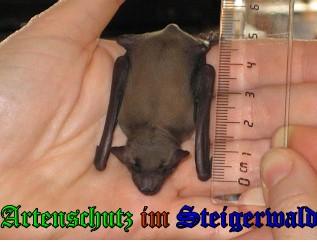 Copyright AiS / 2009 - Stepanek Bild zum Eintrag (24790-160)