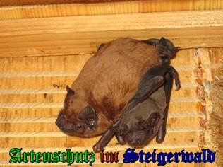Copyright AiS / 2009 - Stepanek Bild zum Eintrag (24796-160)