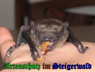 Copyright AiS / 2009 - Stepanek Bild zum Eintrag (24797-160)