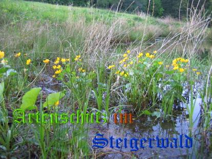 Copyright AiS / Köhler Bild zum Eintrag (24881-160)