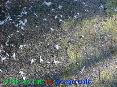 Copyright AiS / 2009 - Weidner Bild zum Eintrag (24887-160)