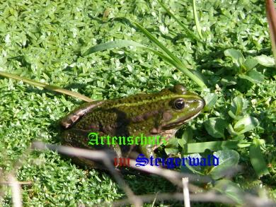 Copyright AiS / M. Köhler Bild zum Eintrag (24935-160)