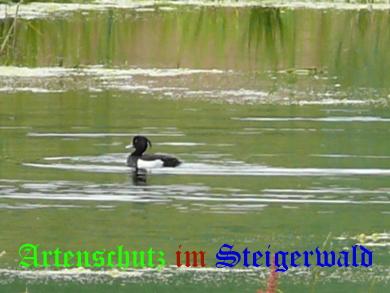 Copyright AiS / Köhler Bild zum Eintrag (24936-160)