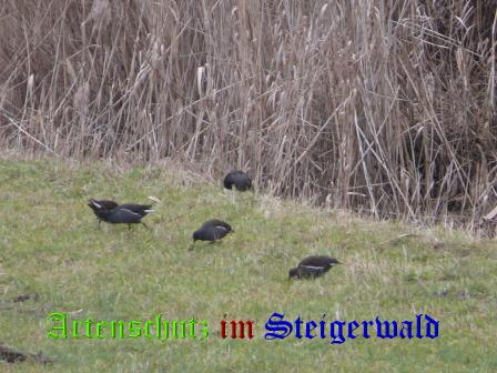 Bild zum Eintrag (24937-160)