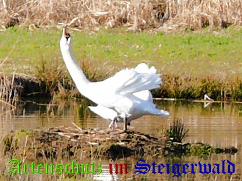Copyright AiS / Köhler Bild zum Eintrag (24946-160)