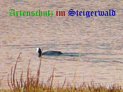 Copyright AiS / Köhler Bild zum Eintrag (24952-160)