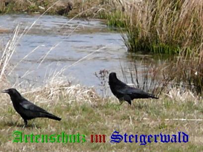 Copyright AiS / Köhler Bild zum Eintrag (24953-160)