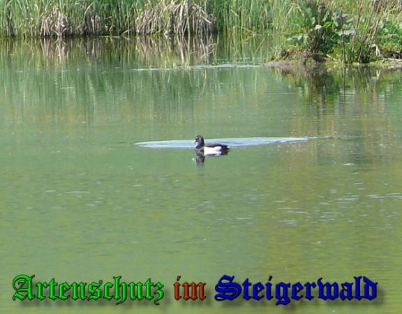 Copyright AiS / 2009 - Schmitt Bild zum Eintrag (24980-160)