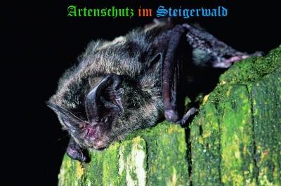 Copyright AiS / Koordinationsstelle für Fledermäuse Nordbayern M. Hammer Bild zum Eintrag (25093-160)
