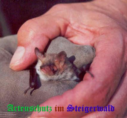 Copyright AiS / Stepanek Bild zum Eintrag (25193-160)