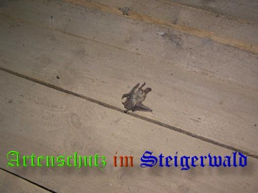 Copyright AiS / 2008 Köhler Bild zum Eintrag (25255-160)