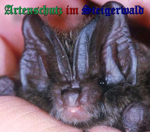 Copyright AiS / 2009 Schürmann Bild zum Eintrag (25548-160)