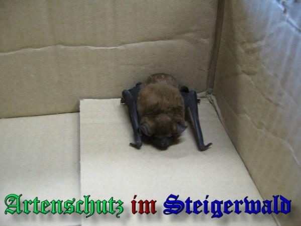 Copyright AiS / 2009 Schelhorn Bild zum Eintrag (25627-160)