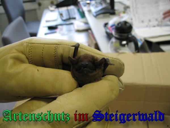 Copyright AiS / 2009 Schelhorn Bild zum Eintrag (25631-160)