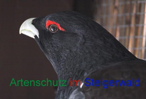 Copyright AiS / 2009 - Gehrig Bild zum Eintrag (25671-160)