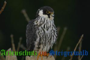 Copyright AiS / Willner Bild zum Eintrag (25680-160)