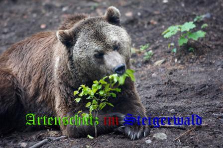 Copyright AiS / Bärenpark Müritz Bild zum Eintrag (25692-160)