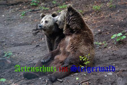 Copyright AiS / Bärenpark Müritz Bild zum Eintrag (25693-160)