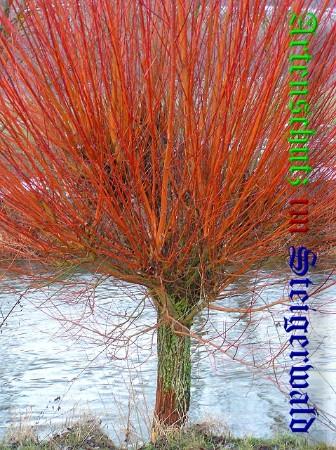 Copyright AiS / 2009 - Kunze Bild zum Eintrag (25724-160)