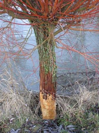 Copyright AiS / 2009 - Kunze Bild zum Eintrag (25726-160)