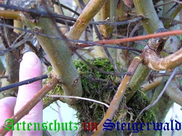 Copyright AiS / 2009 - Kunze Bild zum Eintrag (25733-160)