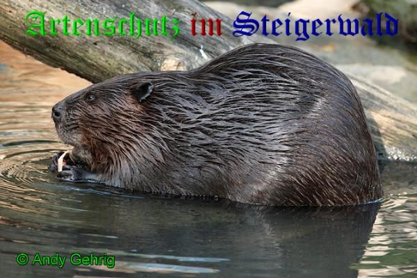 Copyright AiS / 2009 - Andy Gehrig Bild zum Eintrag (25735-160)