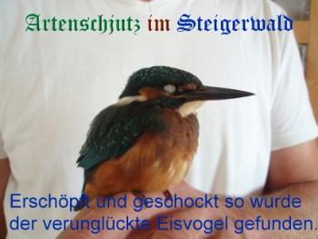 Copyright AiS / Köhler Bild zum Eintrag (25777-160)