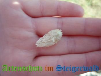 Copyright AiS / Köhler Bild zum Eintrag (25802-160)