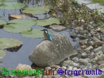 Copyright AiS / Graumann Bild zum Eintrag (25808-160)
