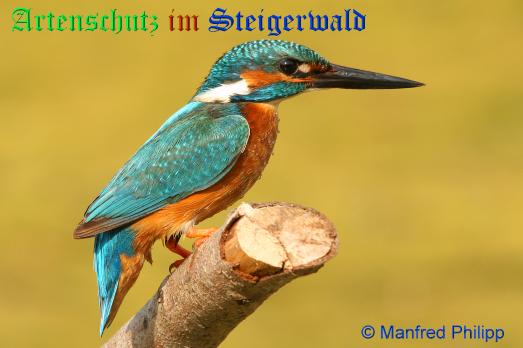 Copyright AiS / 2009 - Manfred Philipp Bild zum Eintrag (25857-160)