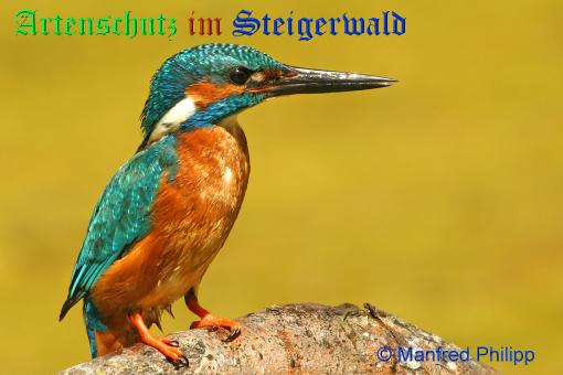 Copyright AiS / 2009 - Manfred Philipp Bild zum Eintrag (25858-160)