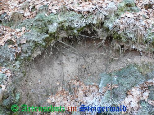Copyright AiS / Köhler Bild zum Eintrag (25875-160)