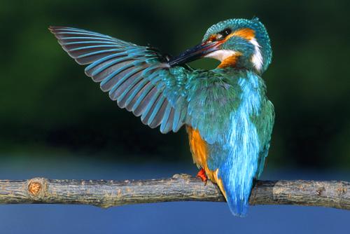 Copyright AiS / 2010 - Gehrig Bild zum Eintrag (25904-160)