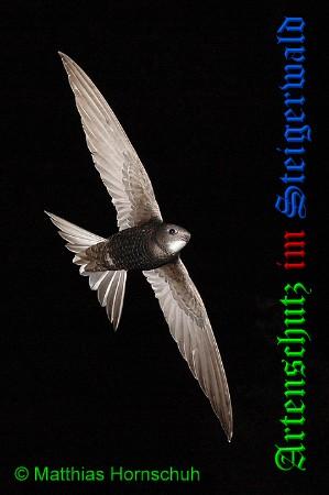Copyright AiS / 2010 Matthias Hornschuh Bild zum Eintrag (25952-160)