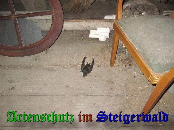 Copyright AiS / 2010 Bild zum Eintrag (26114-160)