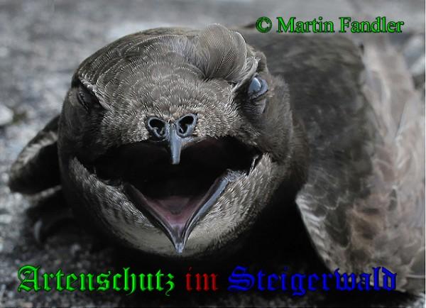 Copyright AiS / 2009 Martin Fandler Bild zum Eintrag (26139-160)