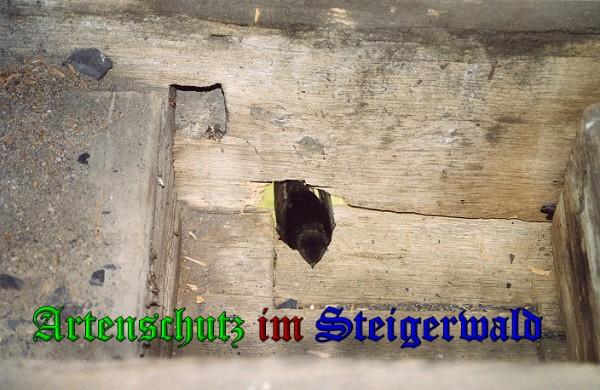 Copyright AiS / 2009 Köhler Bild zum Eintrag (26141-160)