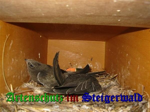 Copyright AiS / 2009 Unger Bild zum Eintrag (26142-160)