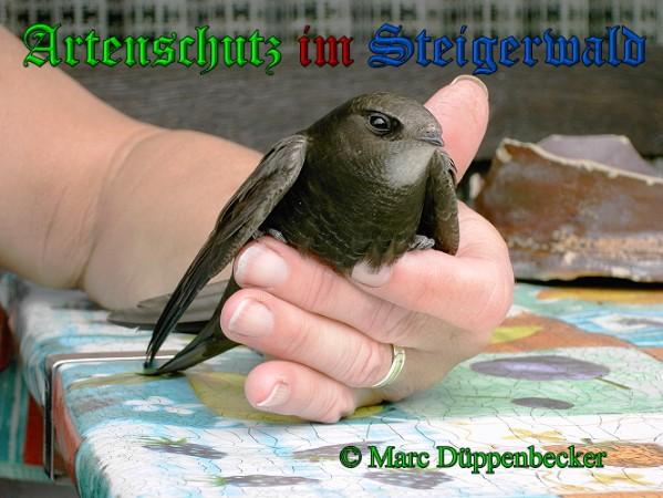 Copyright AiS / 2010 Marc Düppenbecker Bild zum Eintrag (26181-160)