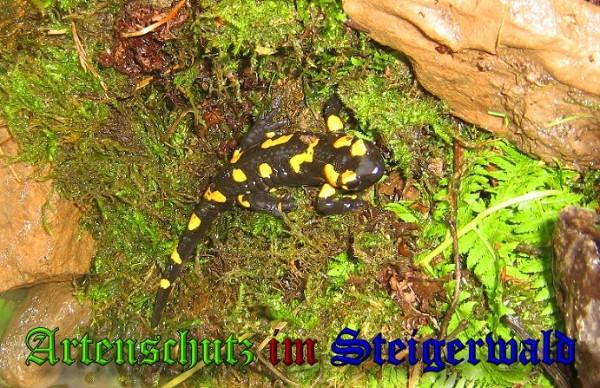 Copyright AiS / 2010 - Stadtverwaltung Suhl Rechts- und Umweltamt Bild zum Eintrag (26309-160)