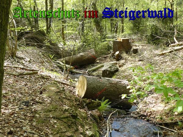 Copyright AiS / 2010 - Stadtverwaltung Suhl Rechts- und Umweltamt Bild zum Eintrag (26319-160)