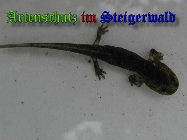 Copyright AiS / 2010 - Stadtverwaltung Suhl Rechts- und Umweltamt Bild zum Eintrag (26322-160)