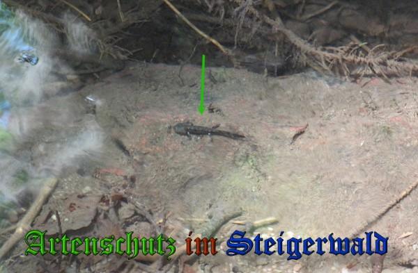 Copyright AiS / 2010 Bild zum Eintrag (26341-160)