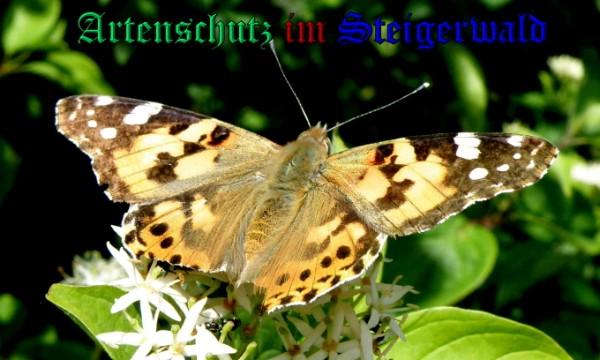 Copyright AiS / 2009 Albert Meier Bild zum Eintrag (26591-160)