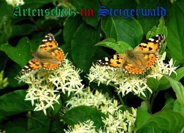 Copyright AiS / 2009 Dr. Georg Sperber Bild zum Eintrag (26597-160)